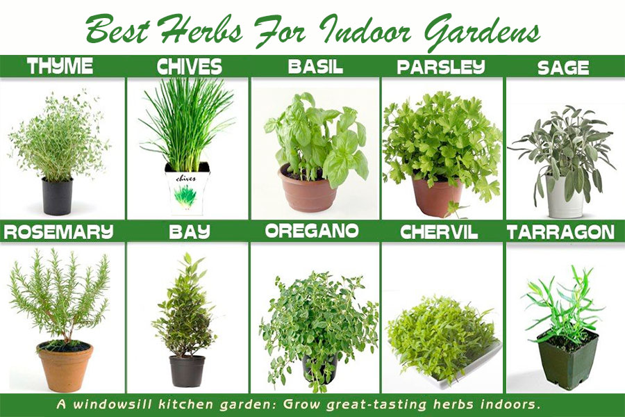 Choose herbs that are better suited for an indoor environment